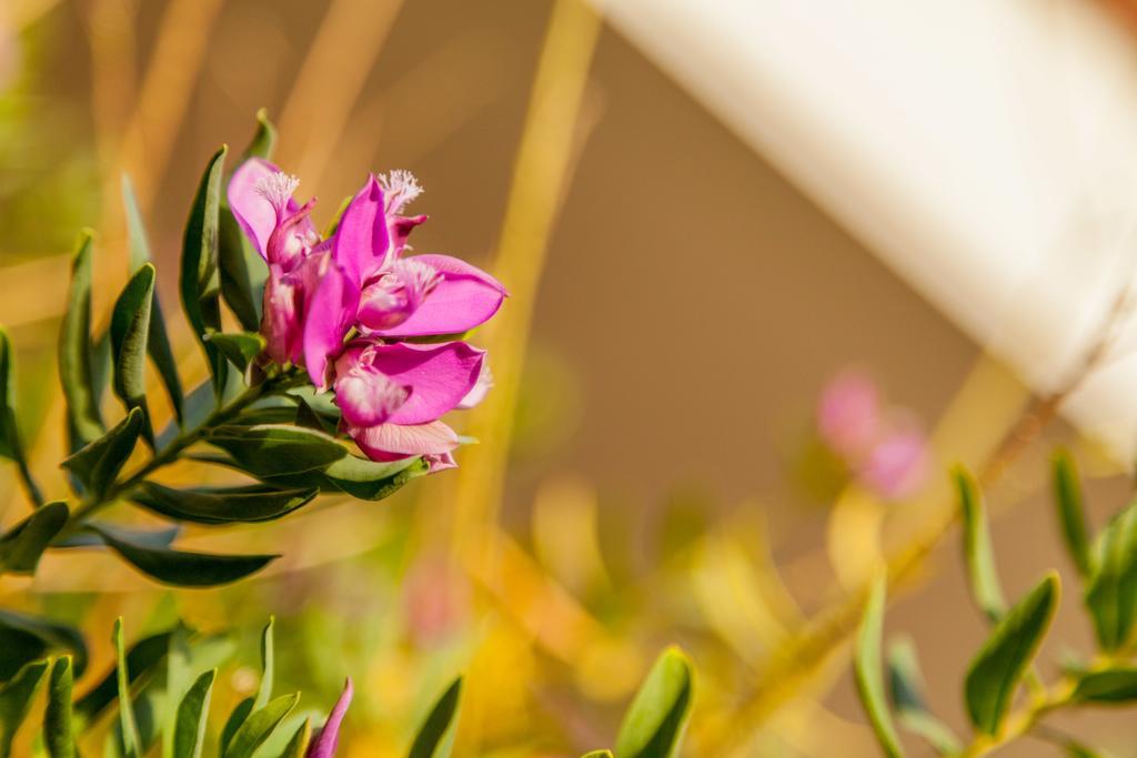 Hotel El Balear Alghero Ngoại thất bức ảnh